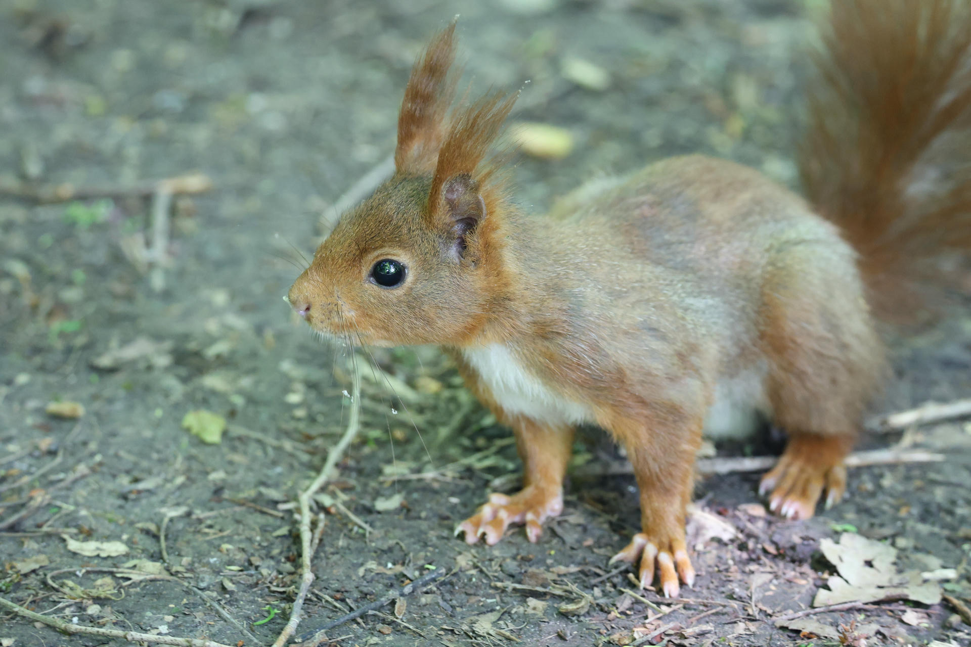 A red squirrel with tufted ears and a bushy tail stands alert on a forest floor covered in leaves and twigs. Its reddish-brown fur contrasts with the muted earth tones beneath it.