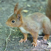 A red squirrel with tufted ears and a bushy tail stands alert on a forest floor covered in leaves and twigs. Its reddish-brown fur contrasts with the muted earth tones beneath it.