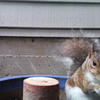 A gray squirrel is positioned in front of a blue cylindrical object. The squirrel’s fur is a mix of brown, gray, and white, and it is looking directly at the camera.