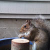 A gray squirrel with reddish-brown fur sits on a dark blue cylindrical object. The squirrel’s face is visible, with bright eyes and a detailed coat.