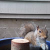 A gray squirrel sits on a cylindrical wooden post. The squirrel has a bushy tail and is looking directly at the camera.