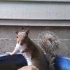 A gray squirrel with a bushy tail sits on a gray surface. The squirrel’s face is turned towards the camera, and its paws are resting on the surface.