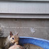 A gray squirrel with reddish-brown fur is positioned within a blue bowl. The squirrel is looking upwards toward a gray wooden surface above.