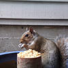A gray squirrel sits on a textured, brown surface. The squirrel is holding a handful of popcorn in its mouth.