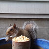 A gray squirrel sits atop a blue container filled with popcorn. The squirrel is looking towards the camera with its front paws resting on the container.