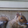 The photo shows a gray squirrel with reddish-brown fur. The squirrel is looking to the side, with its ears perked up, against a pale gray background.