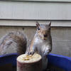 A gray squirrel sits upright on a round, wooden surface. The squirrel’s fur is a mix of gray and brown, and it appears to be looking directly at the camera.