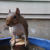 A gray squirrel sits on a wooden surface in a blue container. The squirrel’s fur is a mix of brown and gray, and its eyes are focused on the viewer.