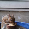 A gray squirrel is positioned within a blue plastic tub. The squirrel’s head and ears are visible, with its eyes looking directly at the camera.