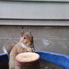 A gray squirrel sits at the edge of a blue bowl, gazing upward. The squirrel’s fur is a mix of brown and gray, and its eyes are dark and alert.