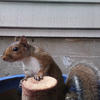 A gray squirrel sits on a wooden stump. The squirrel has dark eyes and reddish-brown fur, and the background is a gray wall.