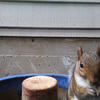 A gray squirrel is positioned on a wooden post. The squirrel has a brown and white coat and is looking directly at the camera.