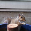 A gray squirrel sits on a wooden post. The squirrel has a light-colored face and dark eyes, and its fur appears textured.