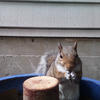 A gray squirrel sits within a blue bowl, its fur a mix of brown and white. The squirrel faces the camera, its eyes focused on the viewer.