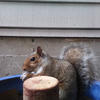 A gray squirrel with a bushy tail is perched on a round wooden post. The squirrel is looking directly at the camera with its dark eyes.