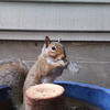 A gray squirrel sits on a wooden log in a blue container. The log is positioned in front of a gray exterior wall.