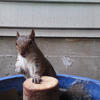 A gray squirrel sits on a weathered wooden post. The post is in a blue container, and a gray wall forms the background.