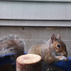 A gray squirrel sits on a blue object, with a wood-like surface. The squirrel’s fur is a mix of gray and brown, and it looks directly at the camera.