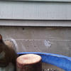 A gray squirrel sits on a textured, wooden post. The post is situated in a blue, curved enclosure against a gray background.
