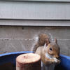 A reddish-brown squirrel sits in a blue bowl. The squirrel is looking directly at the camera with its paws resting on a wooden block.