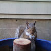 A gray squirrel sits in a blue bucket. The squirrel’s fur is a mix of gray and brown, and it is looking directly at the camera.