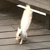 The image depicts a white squirrel in mid-jump on a gray wooden surface. The squirrel’s body is oriented with its head and front paws forward, capturing a dynamic moment.