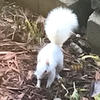 A white squirrel stands on a bed of dried leaves and small branches. The squirrel's fur is a bright, snow-white color, and its paws are visible as it occupies the ground.