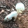 The photo shows a squirrel with pale gray fur, standing amidst a bed of dark brown pine needles. The squirrel’s tail is bushy and white, extending upwards behind its body.