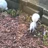 White Squirrels